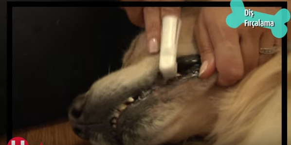 örnek diş fırçalama köpekler için